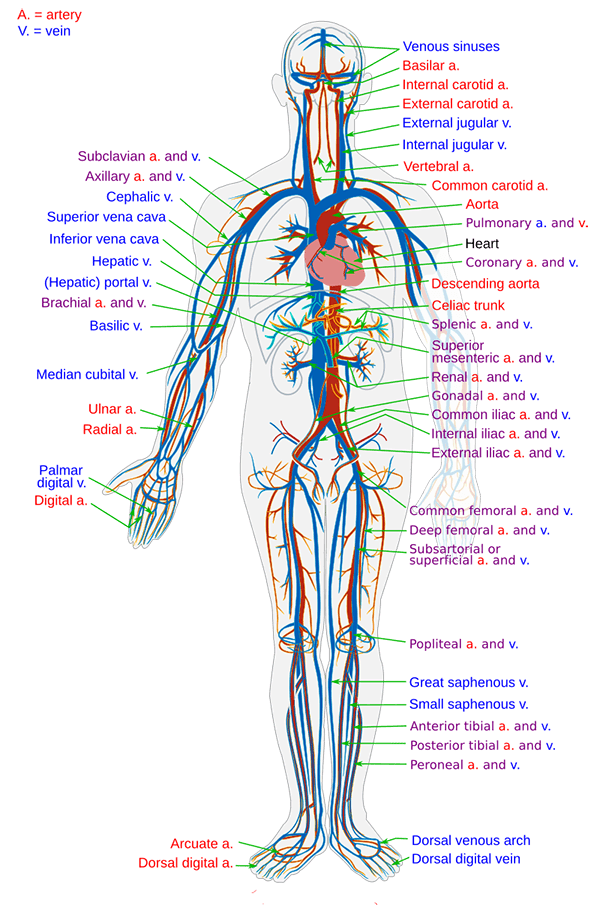 Diagram of the human circulatory system showing the heart, arteries and veins