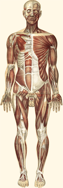 Anatomical illustration of the human muscular system